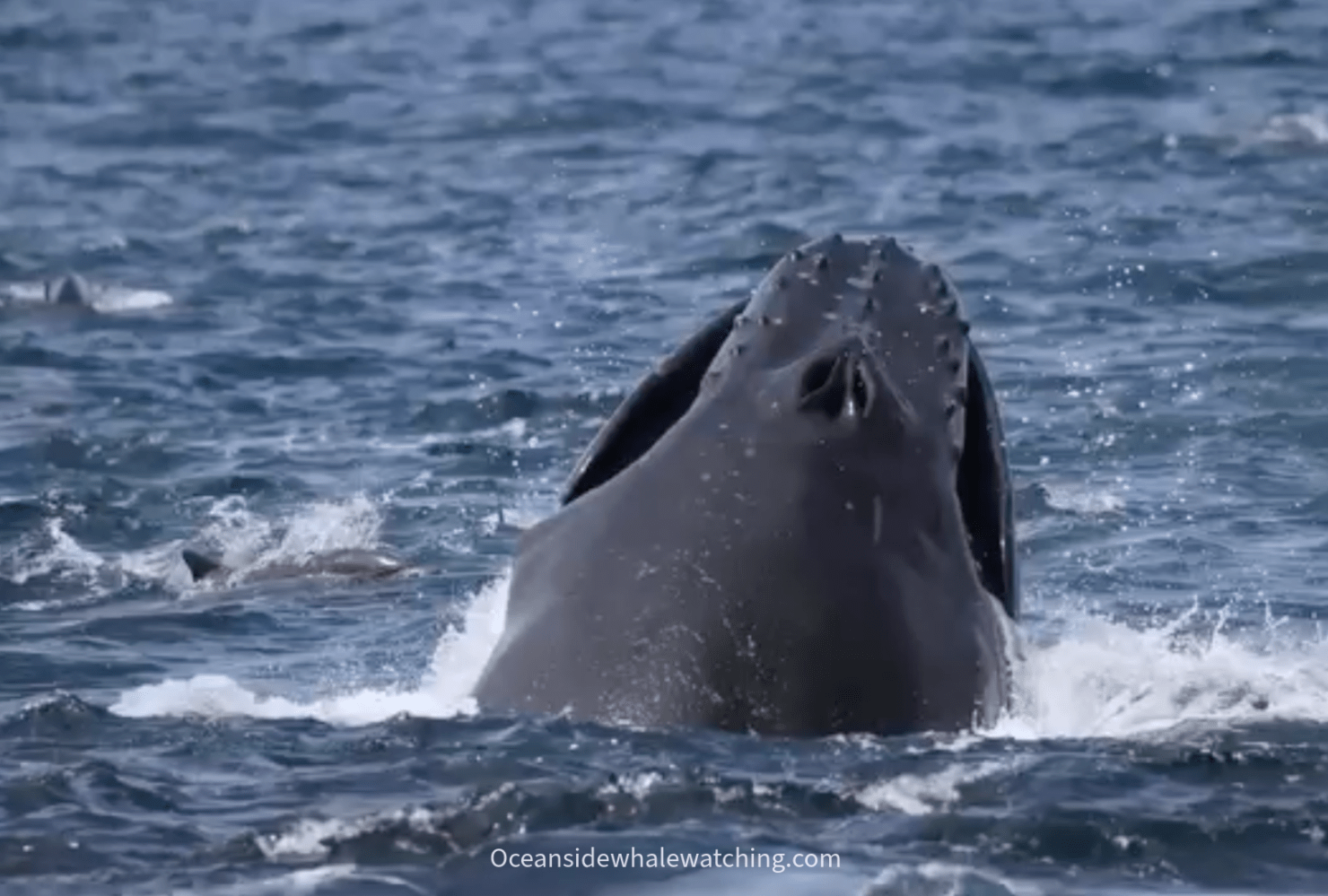 Whale breaching the ocean surface, showing its head and part of its body.