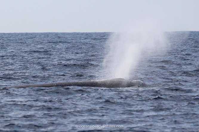 Whale spouting water in the ocean under a clear sky.