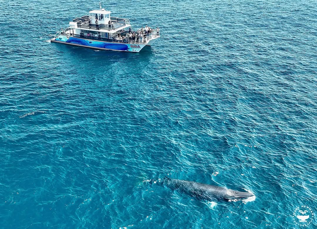 Family on the deck of an Oceanside Adventures boat watching a whale in clear blue ocean water