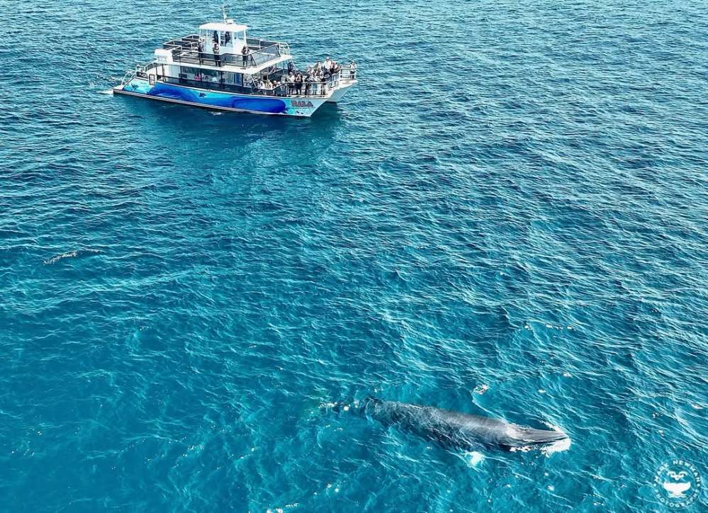 Boat with people observing a whale in clear blue ocean water.