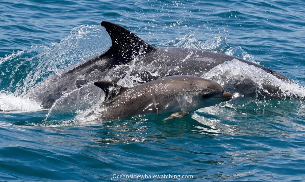 Two dolphins swimming together, with one smaller dolphin in the foreground.