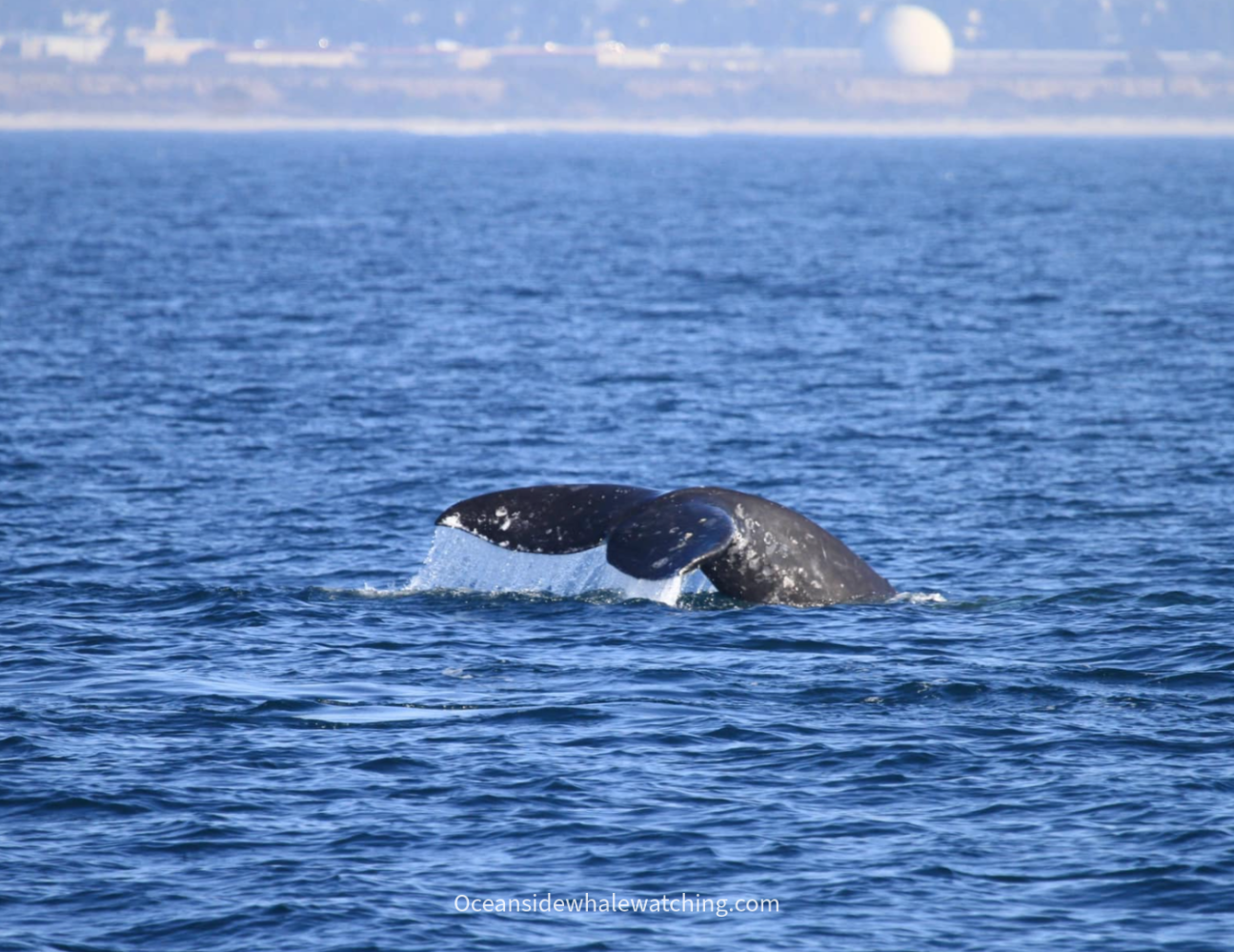 Whale's tail above water, ocean, distant shore with buildings in background.