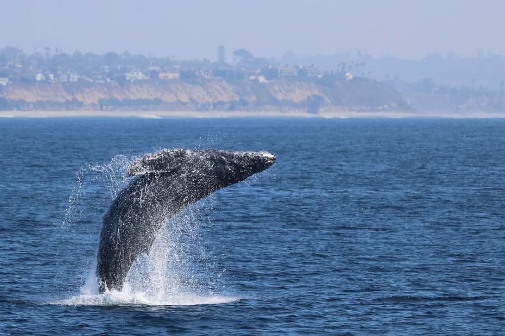 Whale breaching in the ocean near a distant coastline under a clear sky.