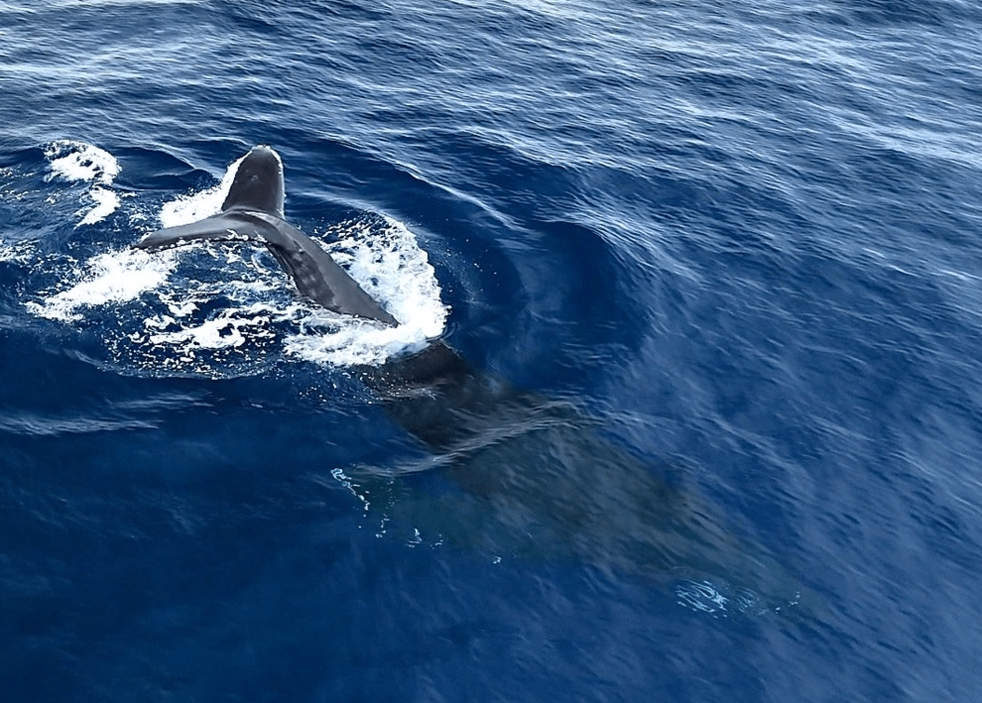 Whale tail emerging from blue ocean water, creating ripples and splashes.