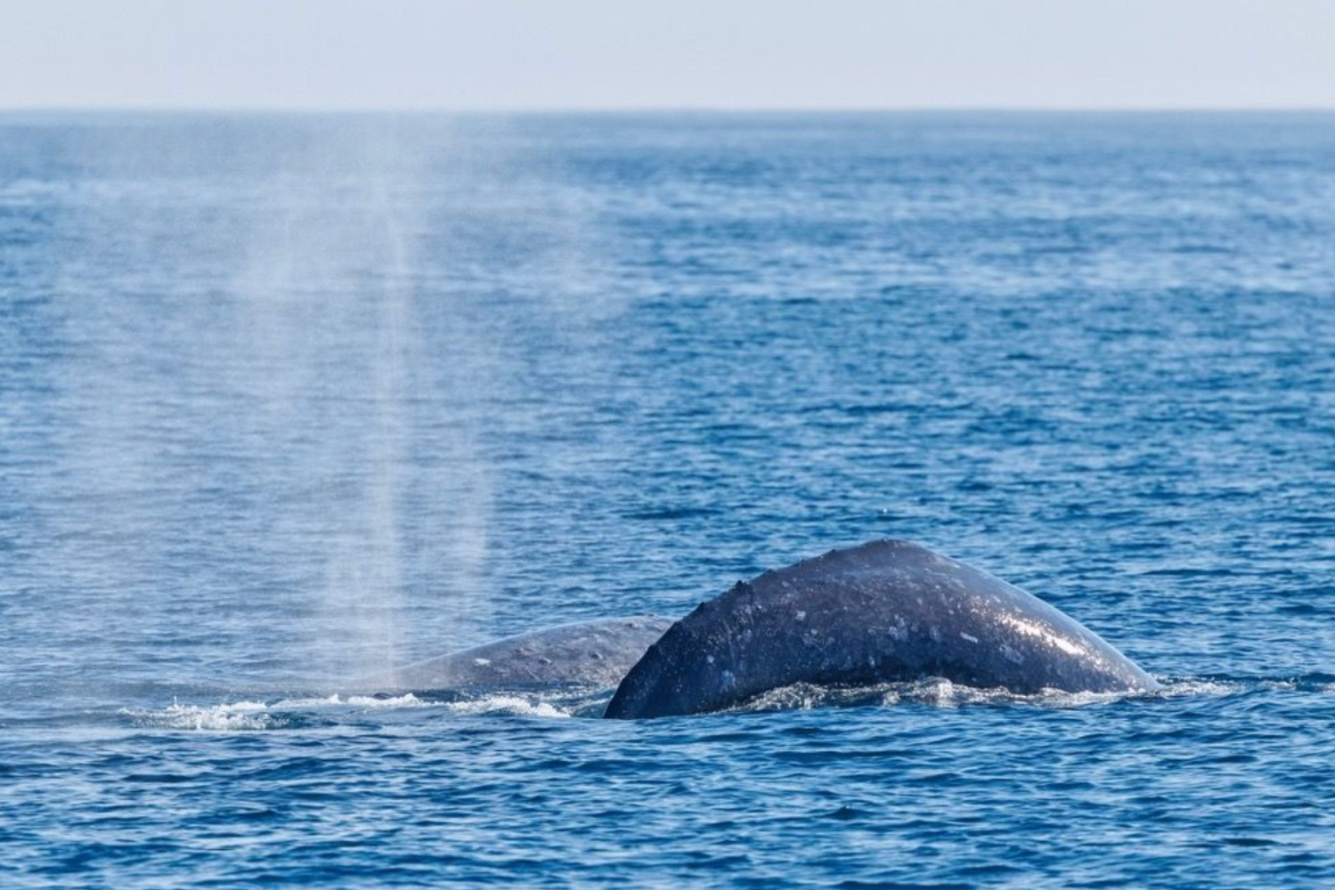 Whale surfacing with blowhole spray in the ocean.