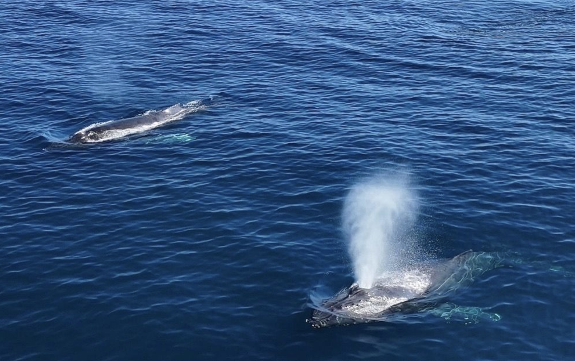 Two whales in the ocean, one is spouting water, the other swims nearby.