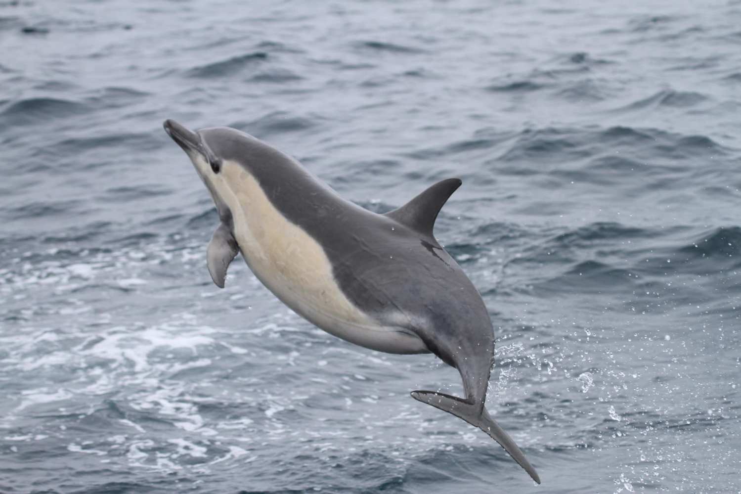 Dolphin jumping out of the ocean with splashing water.
