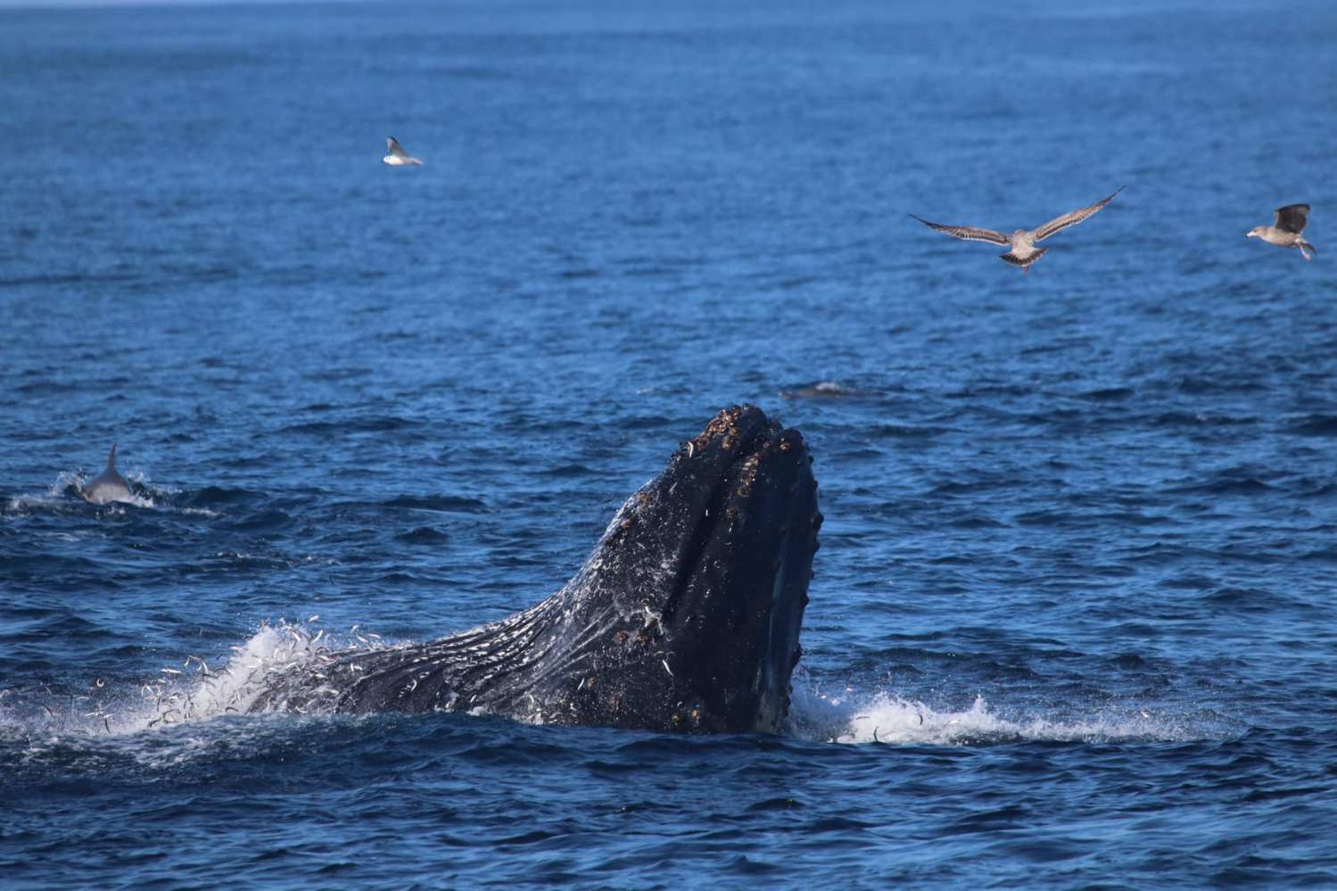 Whale breaching ocean surface with birds flying nearby.