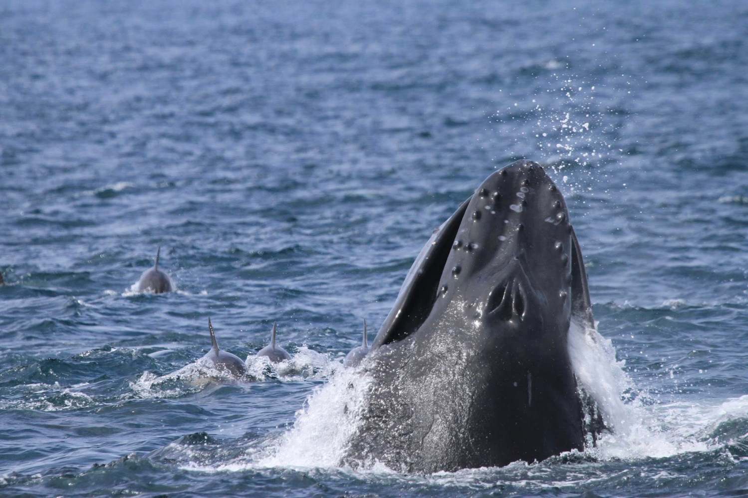 A humpback whale surfacing near a group of dolphins in the ocean.