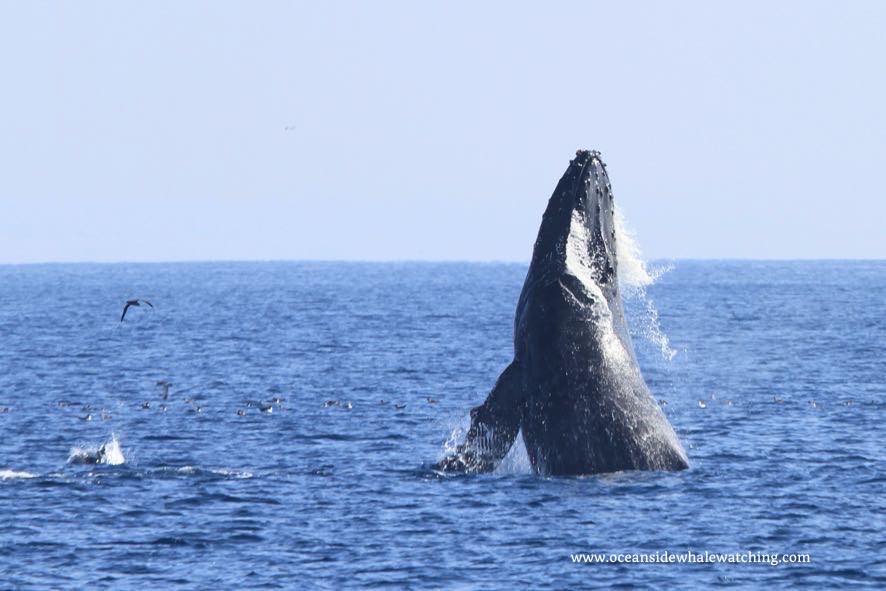 A whale breaching out of the ocean with birds flying nearby under a clear blue sky.