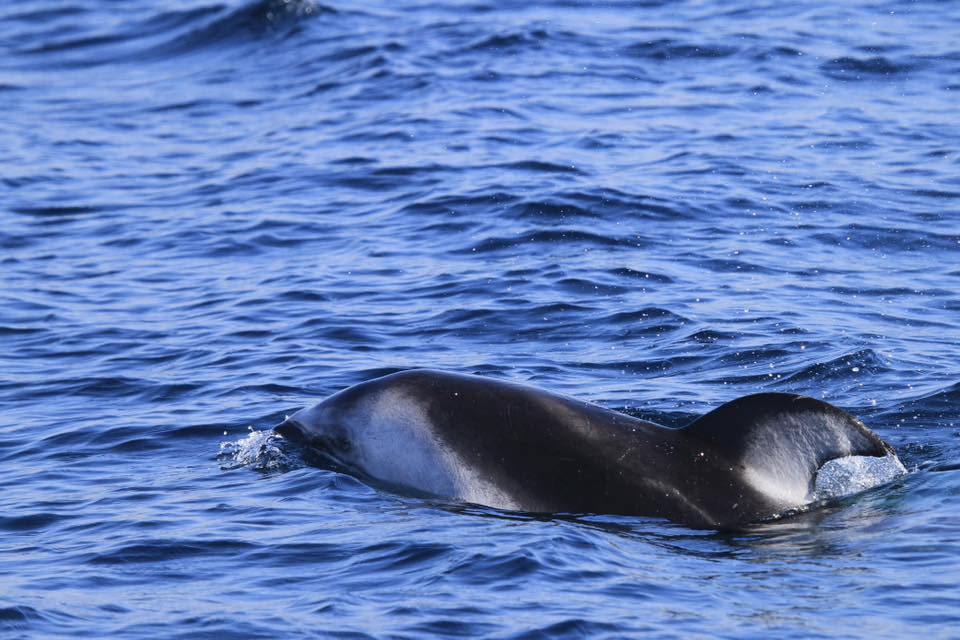 Dolphin's back surfacing in blue ocean water.