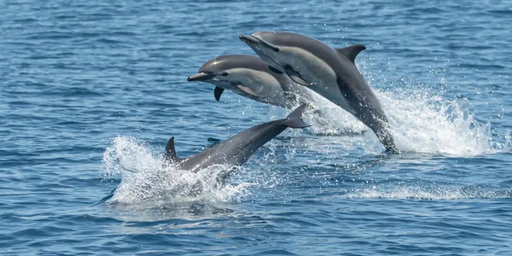 Three dolphins leaping from the ocean during an Oceanside Adventures whale watching tour