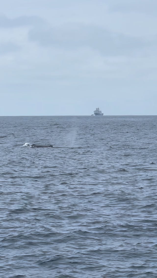 Humpback and fin whales off Oceanside during peak summer whale season, aboard NALA with Oceanside Adventures