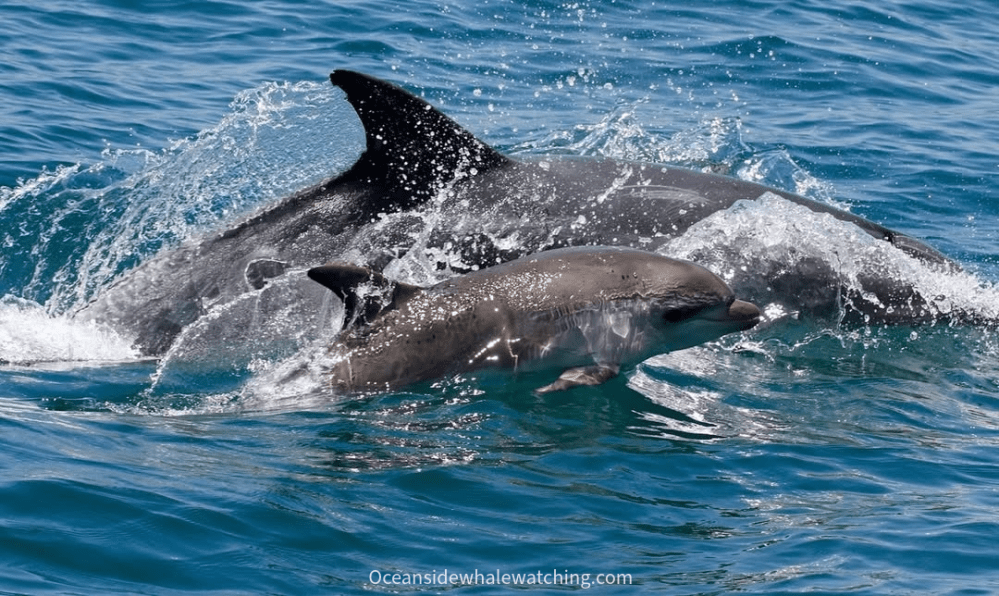 Humpback whales surfacing off the Oceanside coast during a whale watching trip near San Diego