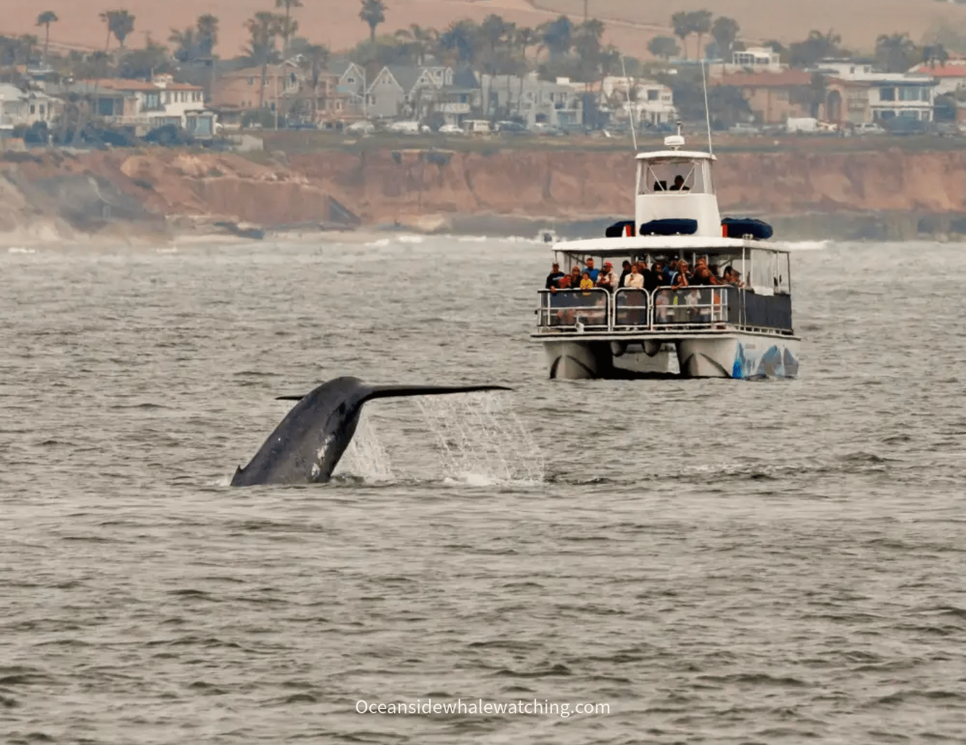Whale fluke beside an Oceanside Adventures whale watching boat