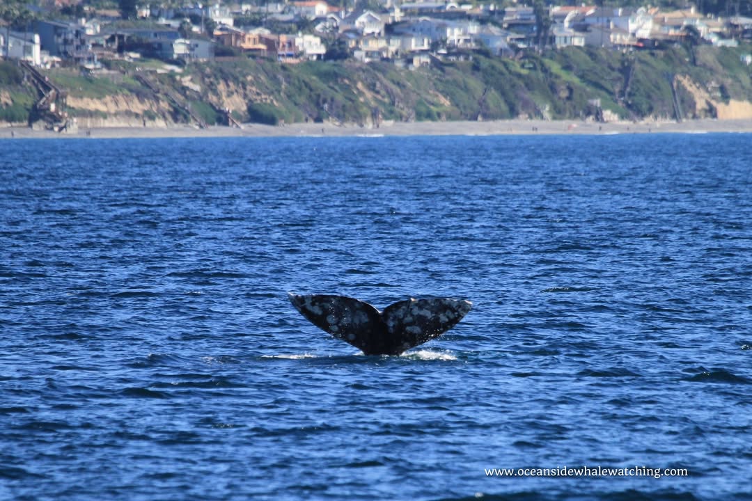 Gray whale fluke near the Oceanside coastline