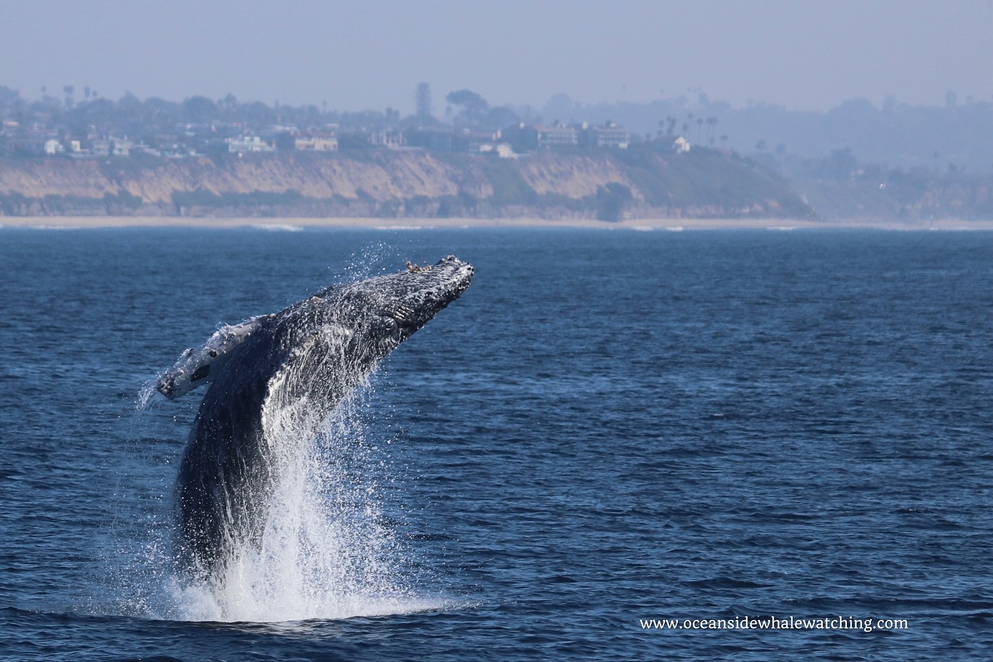 Whale breaching in the ocean near a distant coastline under a clear sky.