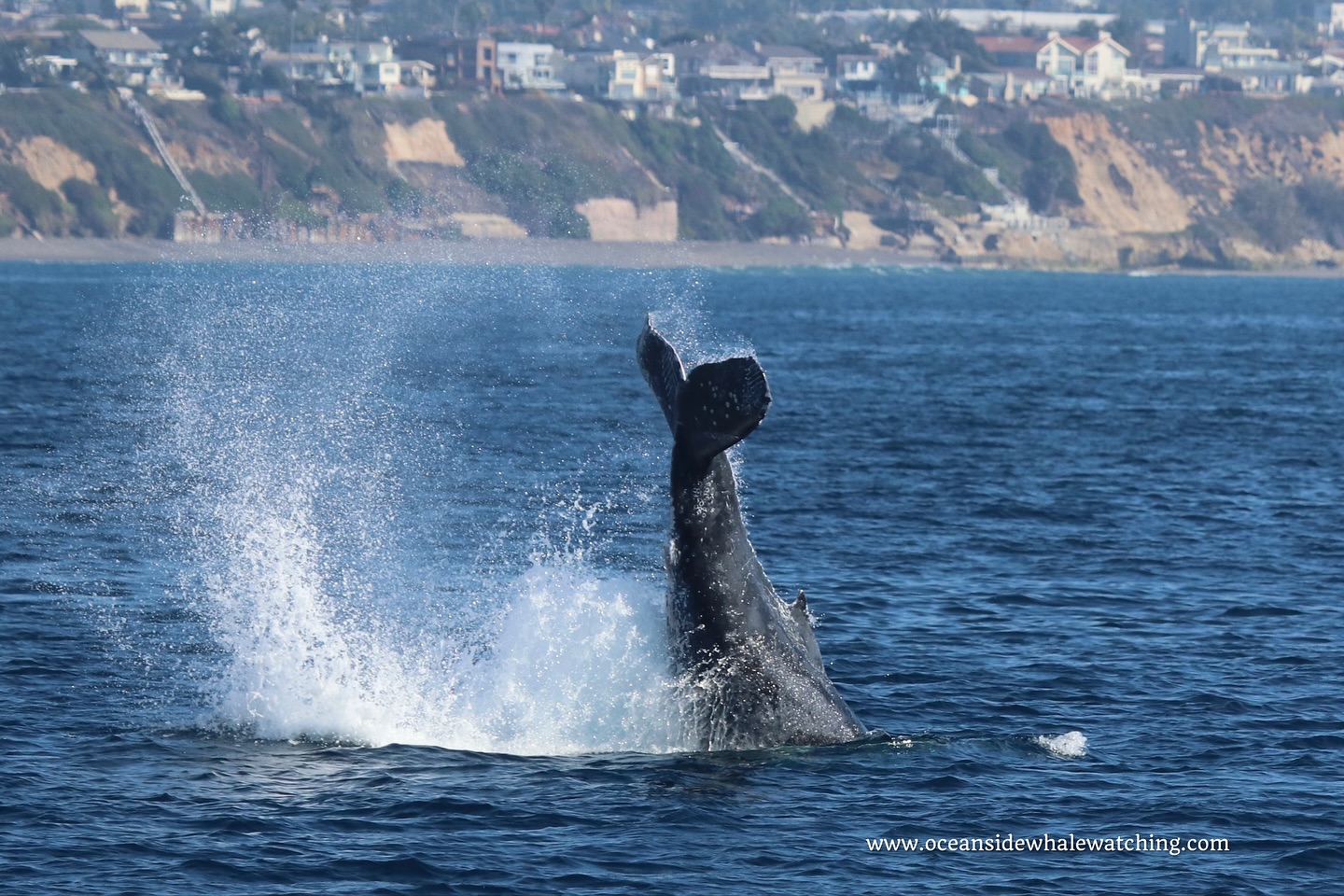 Whale's tail above water, ocean, distant shore with buildings in background.