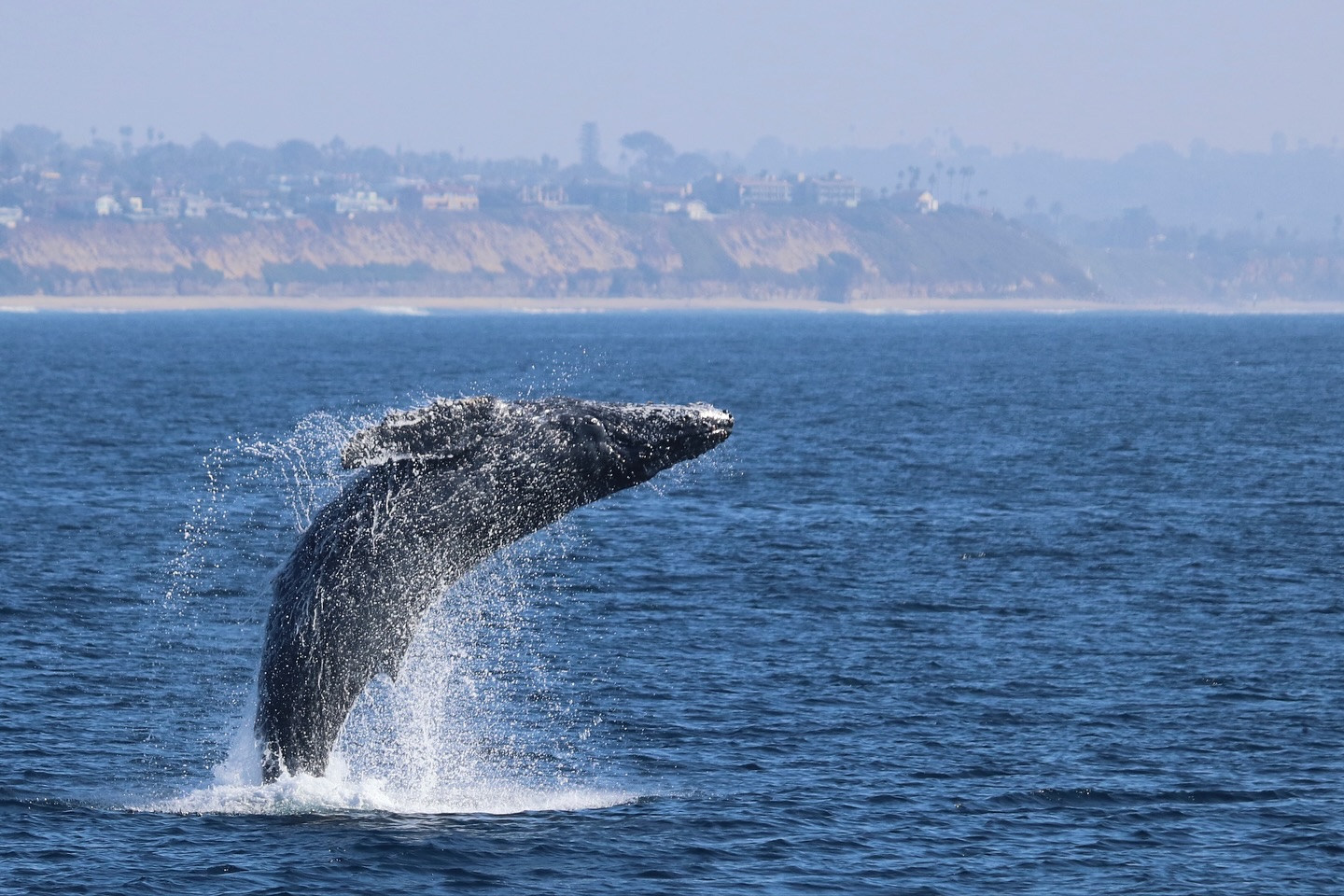 Humpback whale breaching near Oceanside Harbor