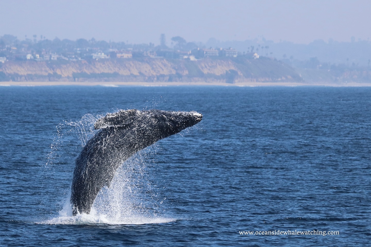 Humpback whale breaching off the Oceanside coast on an Oceanside Adventures tour