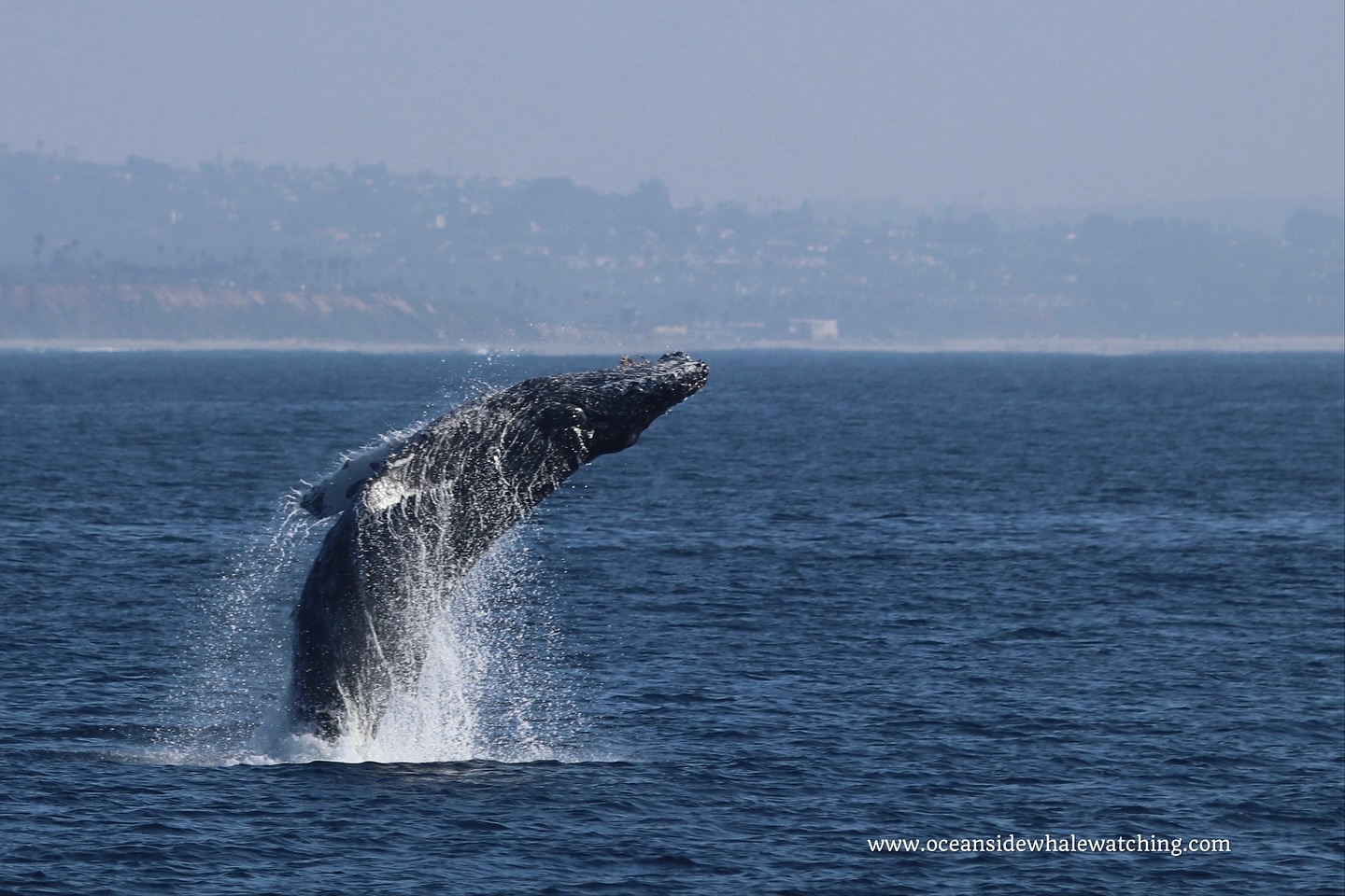 Humpback whale breaching off Oceanside, California