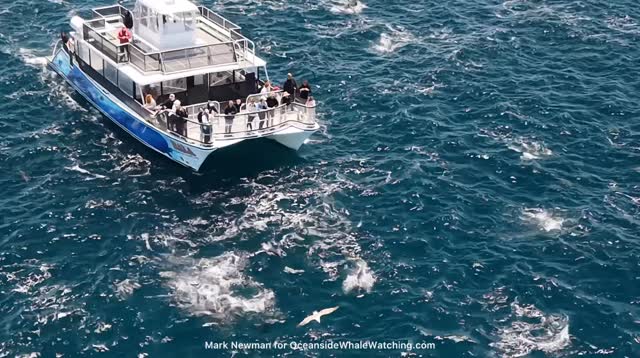 Oceanside Adventures catamaran surrounded by a dolphin megapod off Oceanside Harbor, Southern California