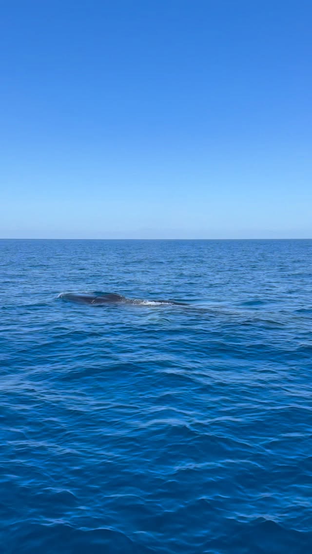Fin whale surfacing off Oceanside, the second-largest animal on Earth, seen on an Oceanside Adventures whale watching tour