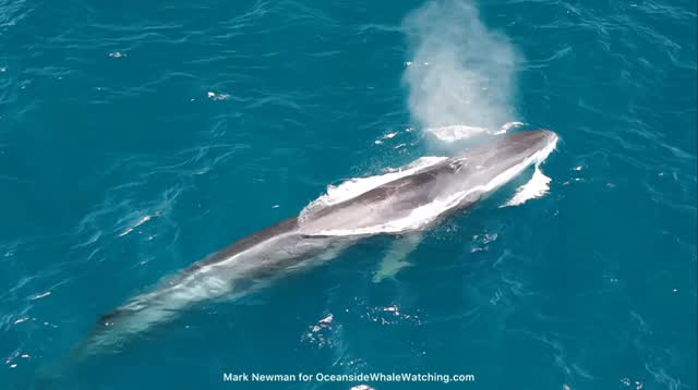Fin whale back and tall dorsal fin breaking the surface off Oceanside during a summer whale watching tour