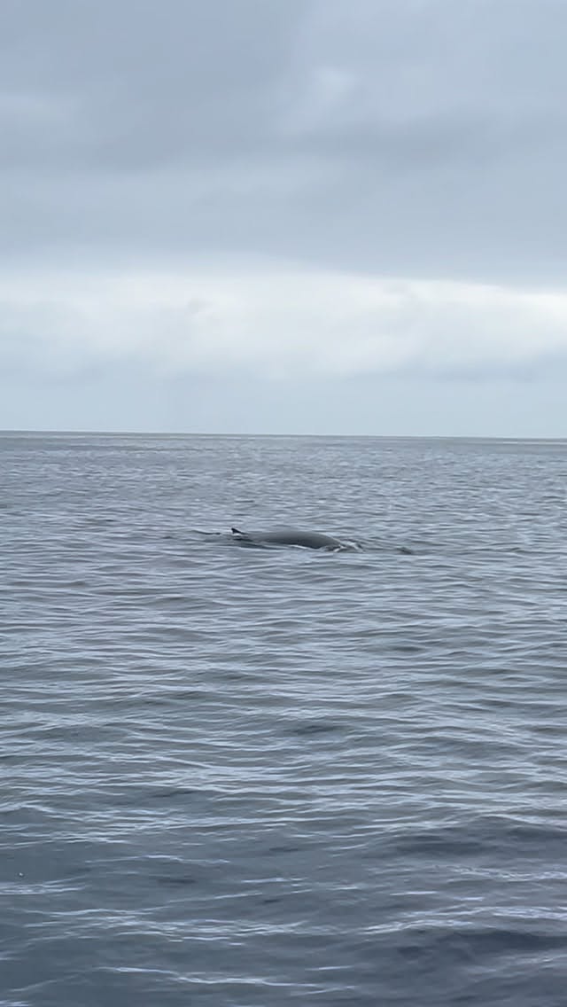 Fin whale spout rising off the calm water near Oceanside Harbor on an Oceanside Adventures cruise