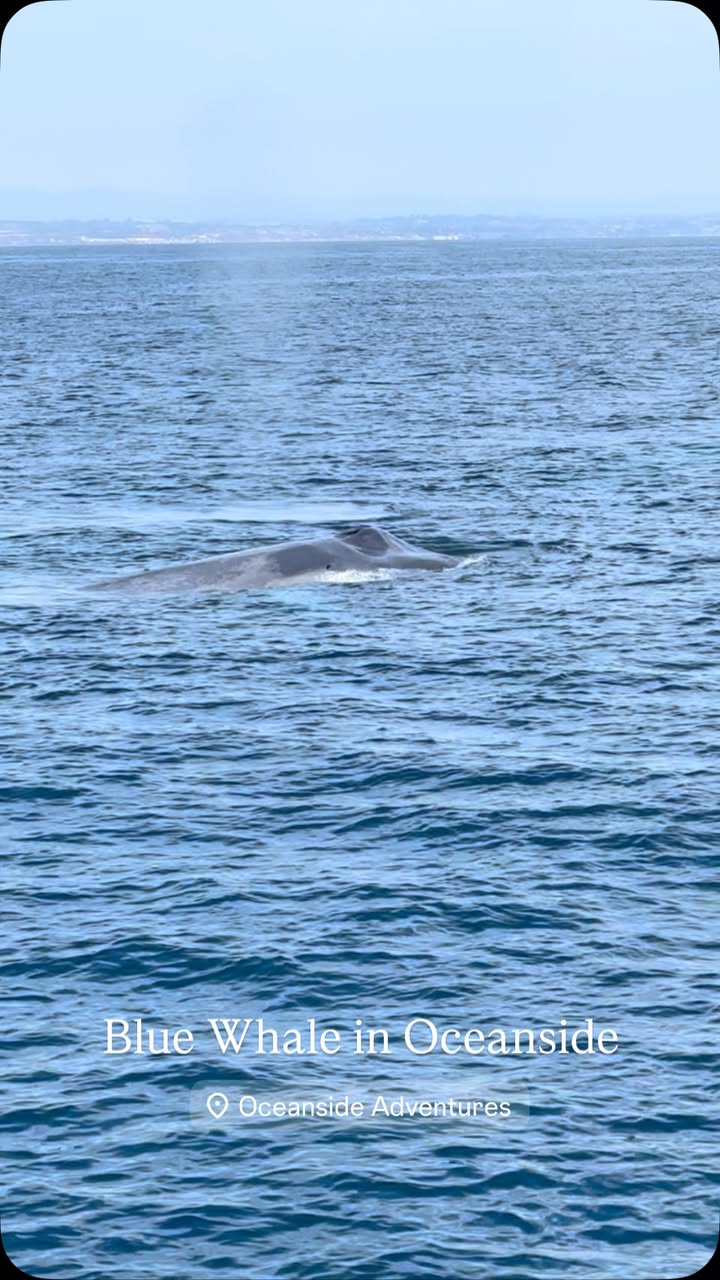 Blue whale surfacing off Oceanside and Carlsbad, California in summer on an Oceanside Adventures whale watching tour