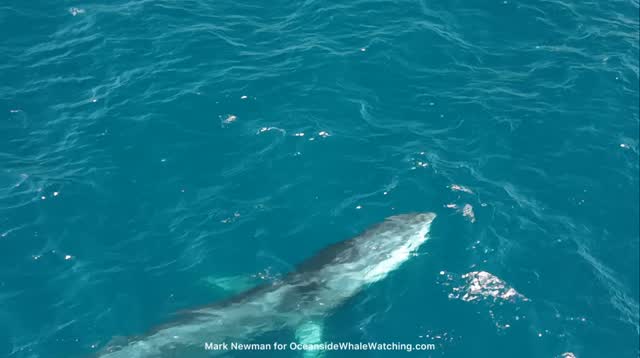 Fin whale surfacing beside the boat off Oceanside during spring whale watching season