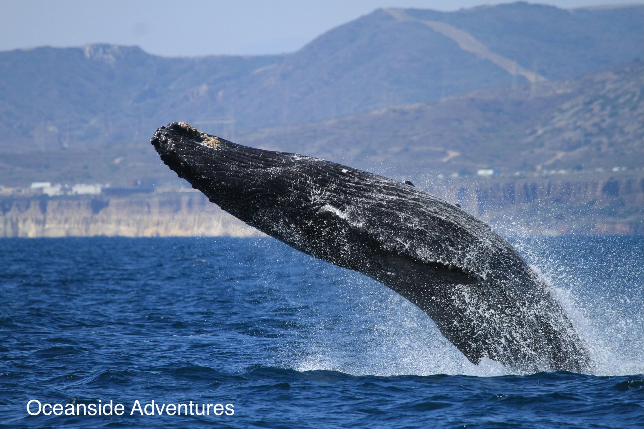 Humpback whale breaching on an Oceanside Adventures whale watching tour off Oceanside, California