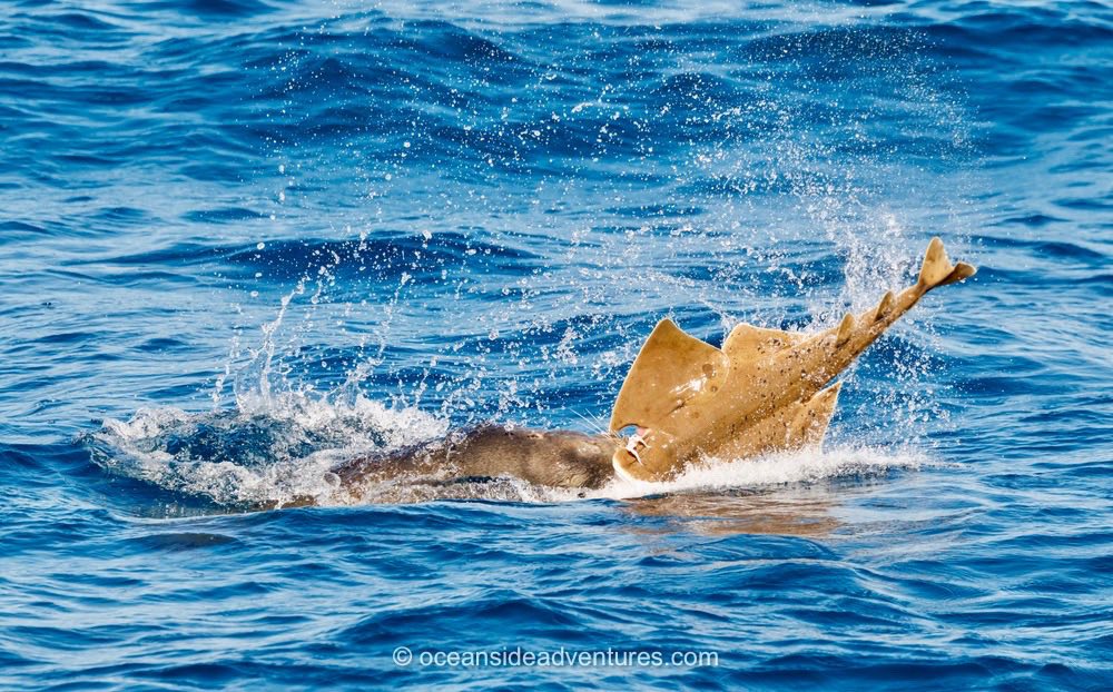 Sea lion catching an angel shark off Oceanside, seen from an Oceanside Adventures whale watching cruise