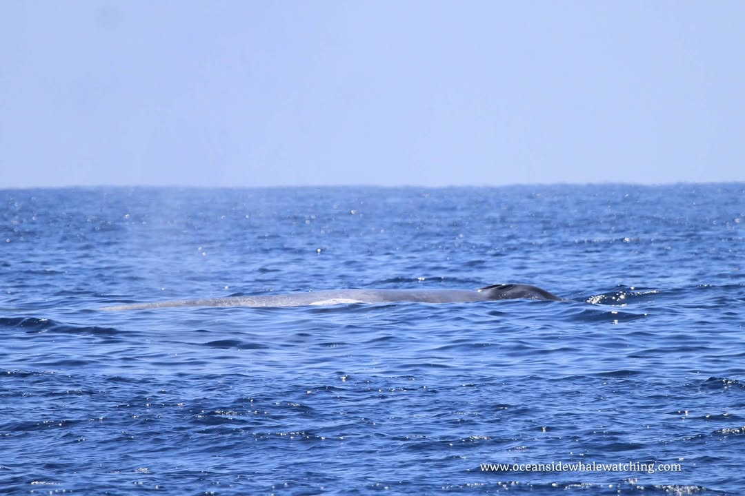 Blue whale surfacing in calm water off Oceanside during late blue whale season