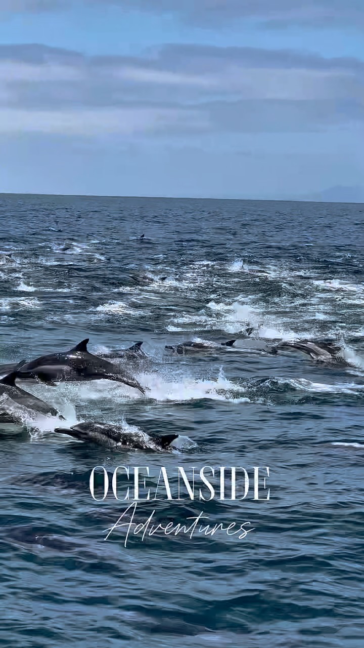 Megapod of common dolphins stampeding across the water off Oceanside, California