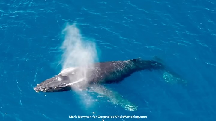 Humpback whale blowing at the surface off Oceanside, seen from an Oceanside Adventures whale watching tour