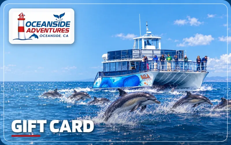 Oceanside Adventures gift card showing a pod of dolphins leaping alongside our catamaran Nala